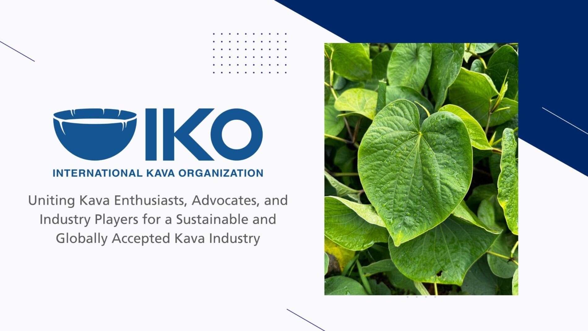 International Kava Organization