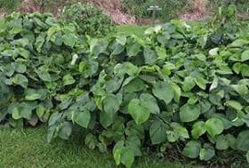 Piper Methysticum, a Kava plant bush.