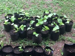 Kava Plant Seedlings